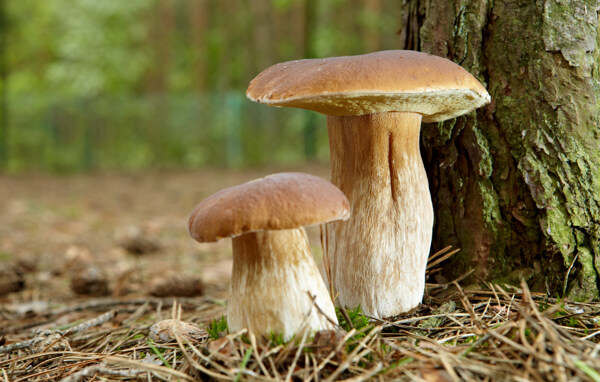 松树下的小蘑菇图片