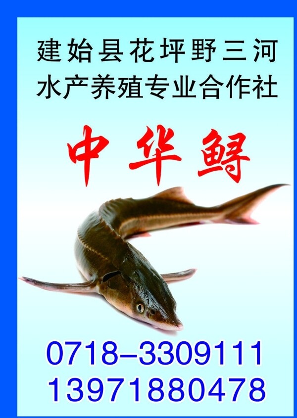 中华鲟鱼图片