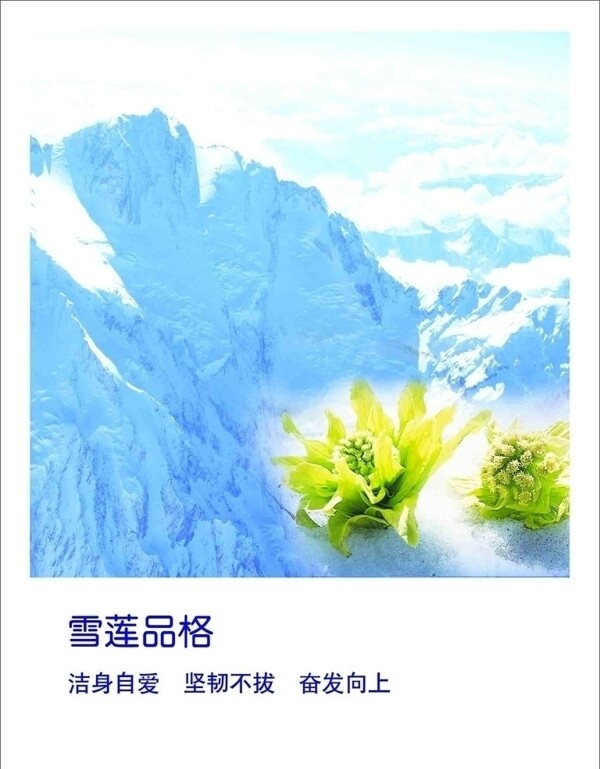 雪莲品格图片