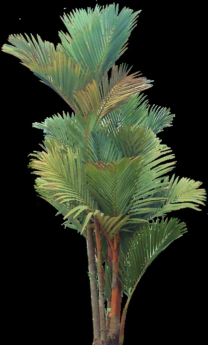 绿色高低棕榈树PNG素材