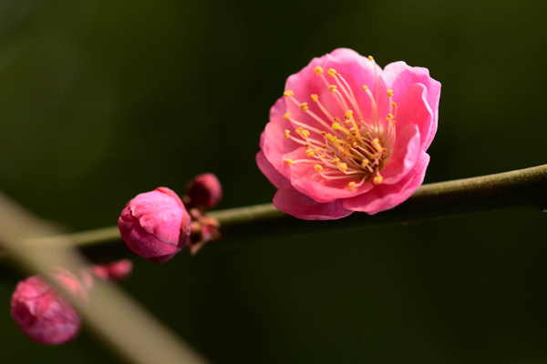 梅花