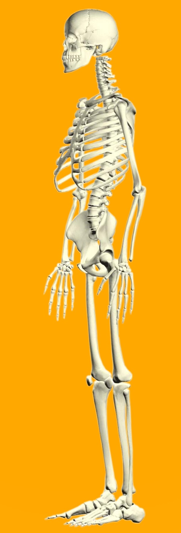 人体骨架精细抠图图片