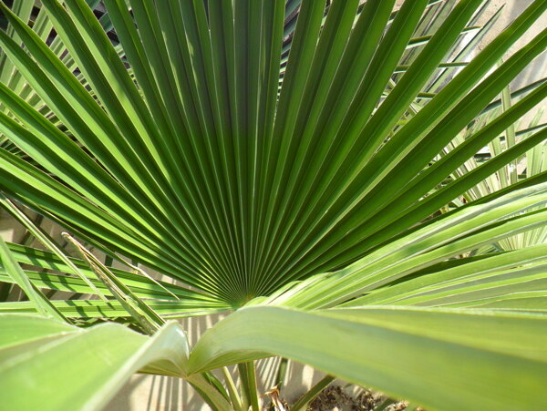 棕榈叶图片