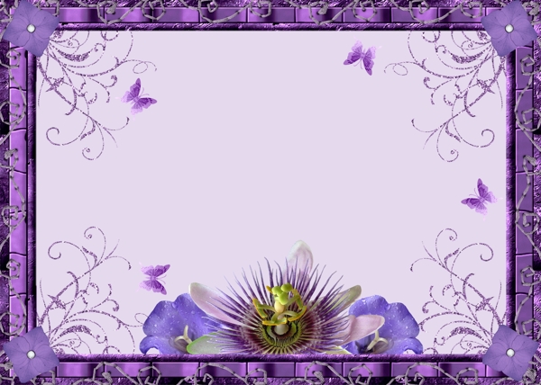 紫色花卉蝴蝶照片模版图片