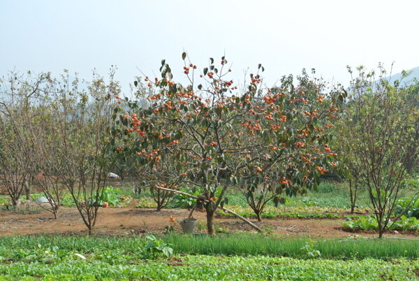 柿子树图片