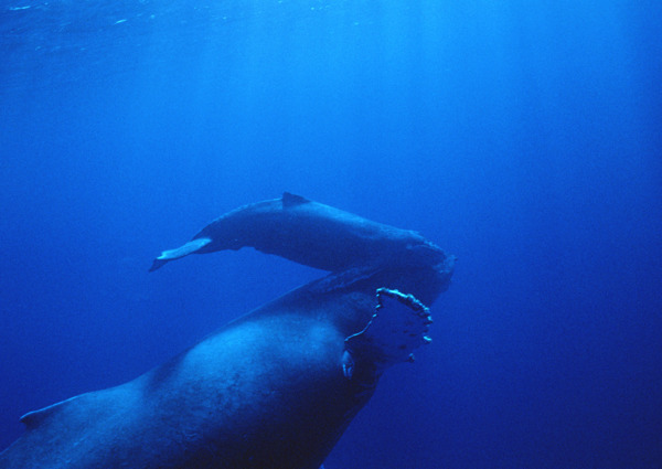 海底的鲸图片