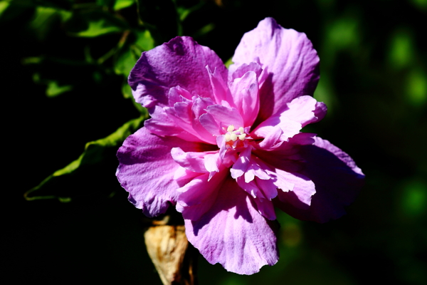 木槿花