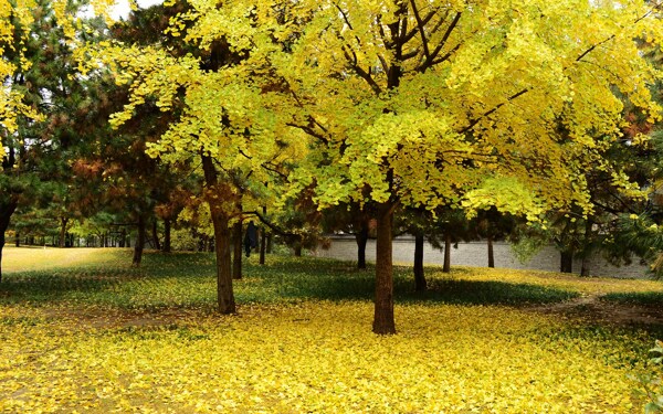 秋季银杏树风景图片