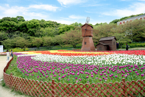 郁金香花海