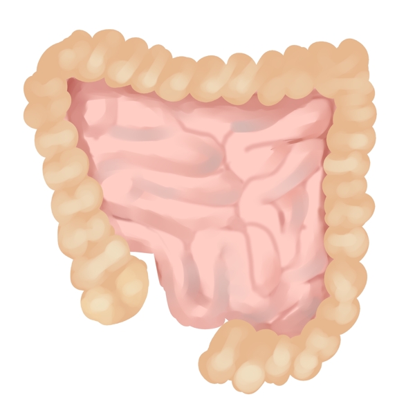 人体器官肠胃插画
