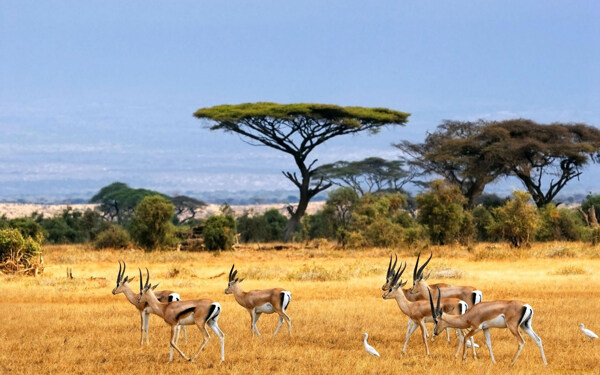 非洲草原羚羊
