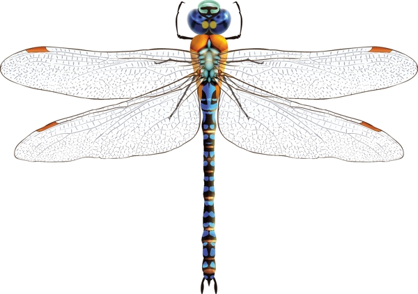 蓝色蜻蜓设计矢量素材.