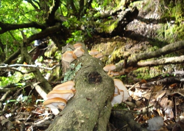 树干上的香菇图片