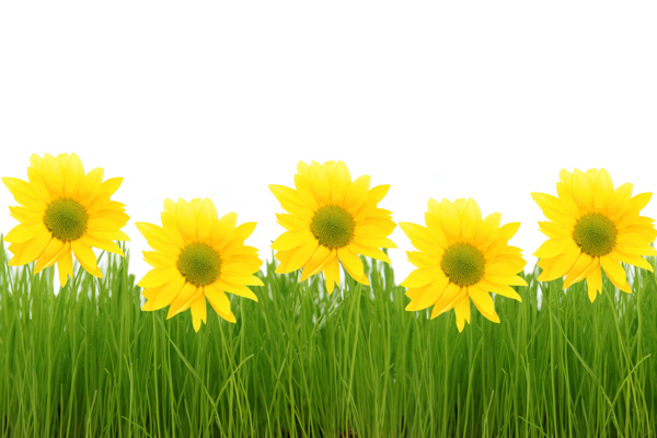 绿色草地上的黄色花