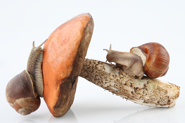 趴在蘑菇上的蜗牛