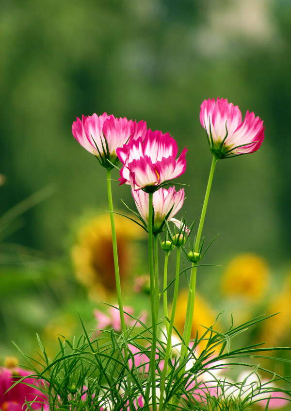 格桑花