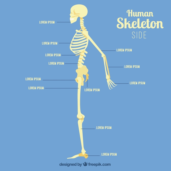 人类的骨骼轮廓