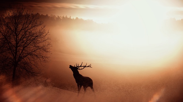 迷雾小鹿光芒