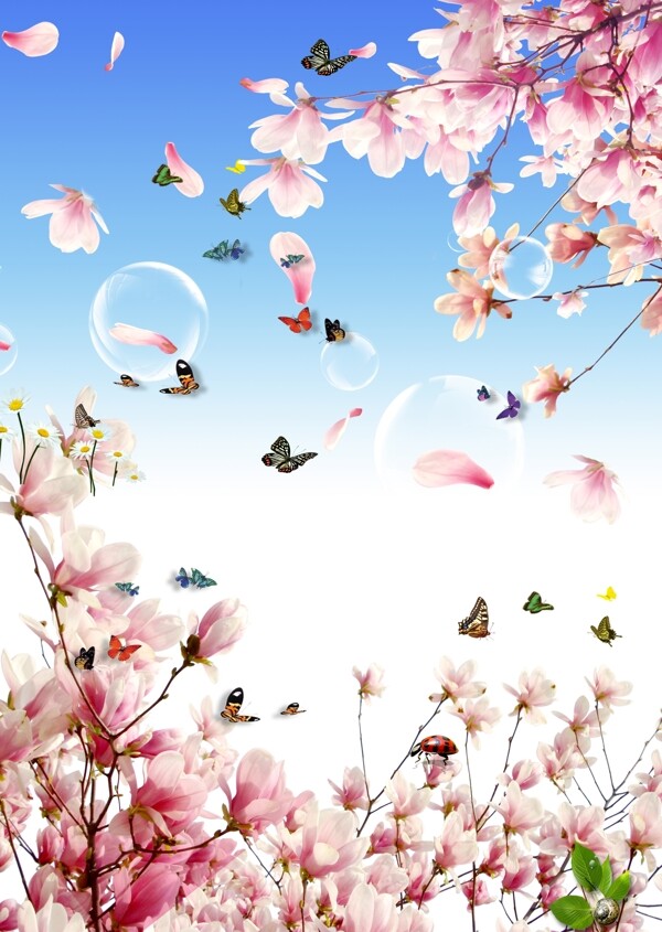春暖桃树桃花风景图片