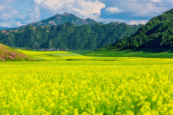 吉林集安油菜花风景