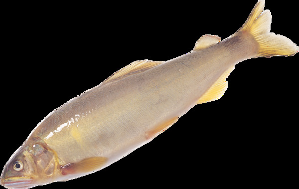 黄色调鱼类图片免抠png透明图层素材