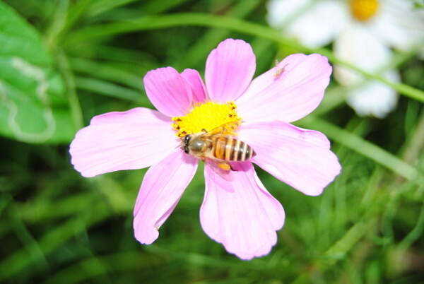 蜜蜂采花蜂图片