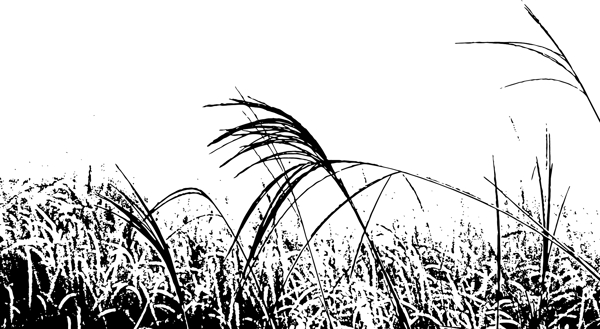 荒草萋萋图片