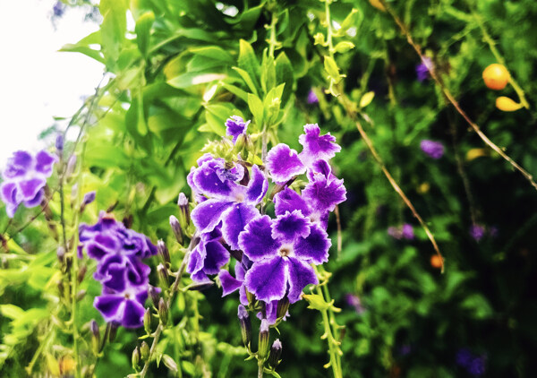 盛开的蓝紫色小花