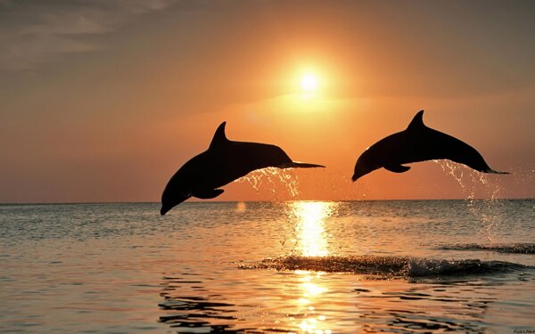 海豚的世界