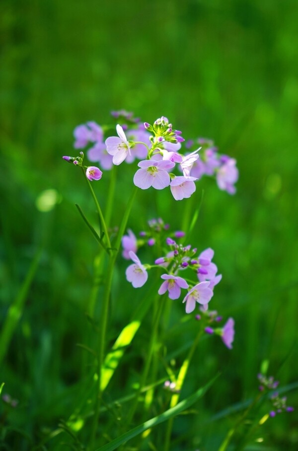 杜鹃花