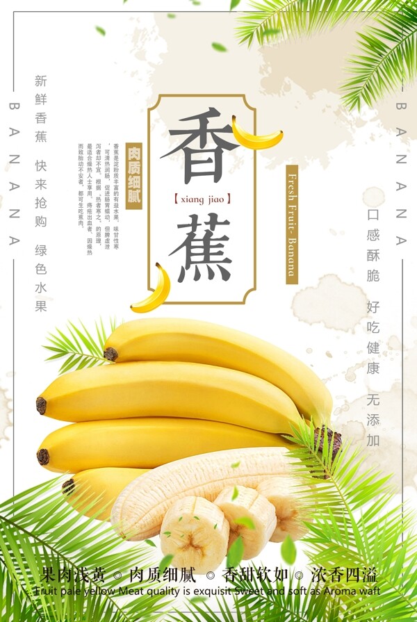 香蕉仙人蕉香牙蕉广东香蕉高州矮