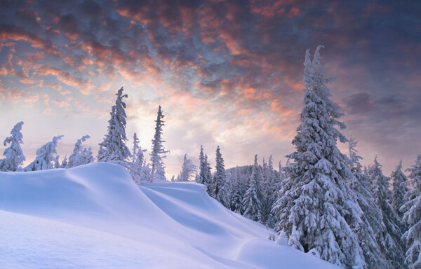 雪地与树林雪景图片
