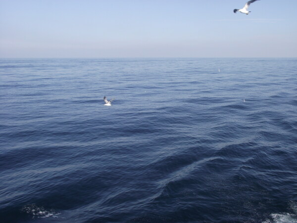 海洋海鸥平静波纹图片