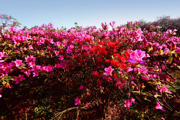 杜鹃花图片