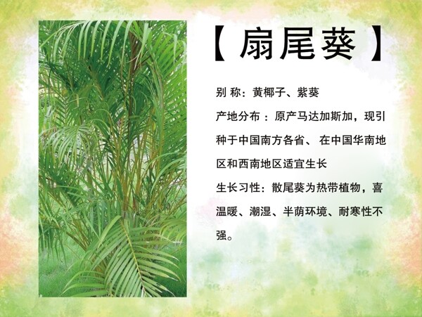 植物简介