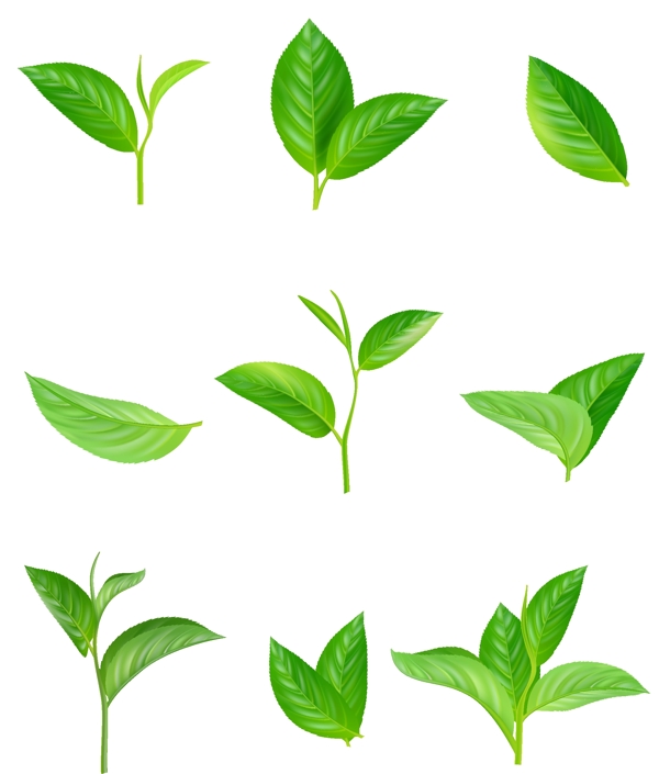 绿茶叶子元素