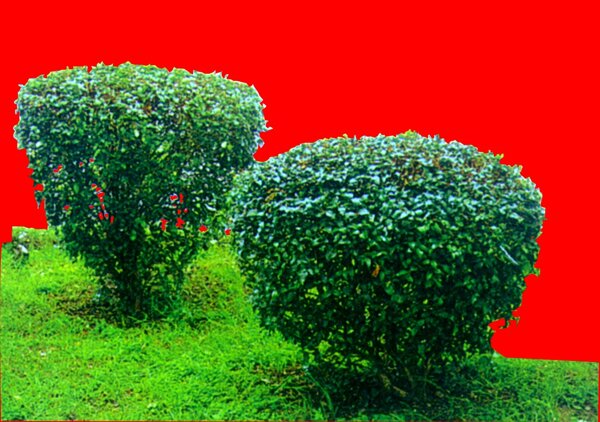 灌木植物贴图素材建筑装饰JPG1937