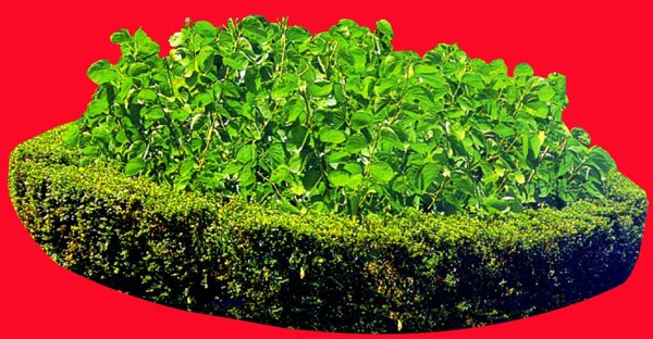 灌木植物贴图素材建筑装饰JPG2043