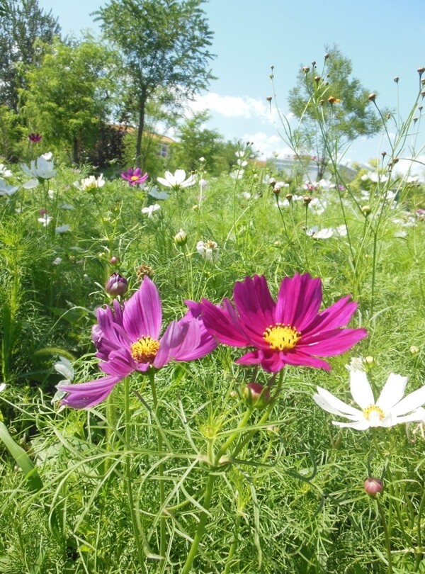 格桑花图片