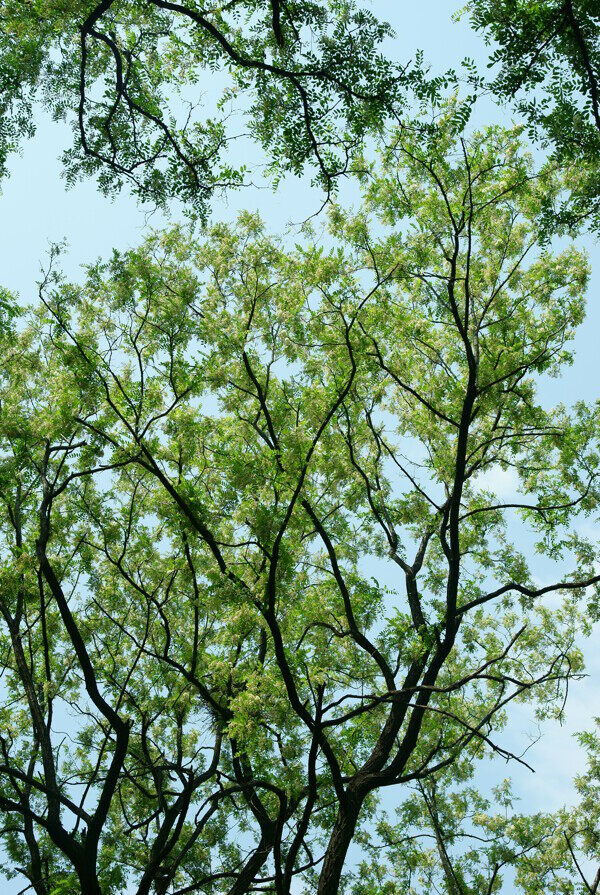 槐花树图片