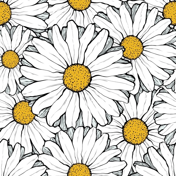 白色太阳菊背景图片