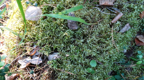 地上的苔藓图片
