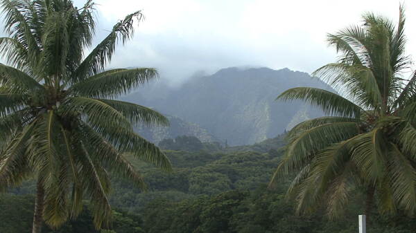 塔希提的棕榈树和山上的云股票视频