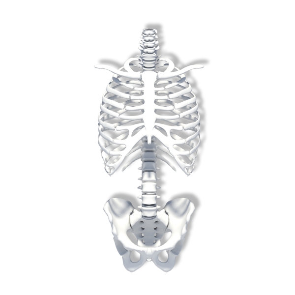 人体躯干骨骼模型
