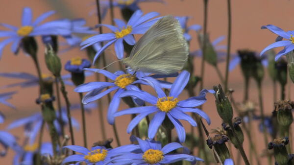 西西里岛的蓝色花朵的白蝴蝶2股票的录像视频免费下载