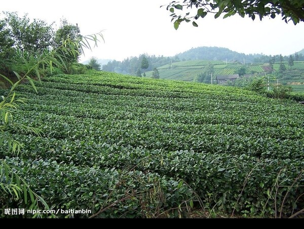 茶山图片