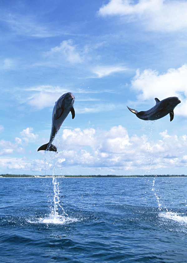 水中跃起的海豚