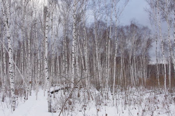 雪中白桦图片