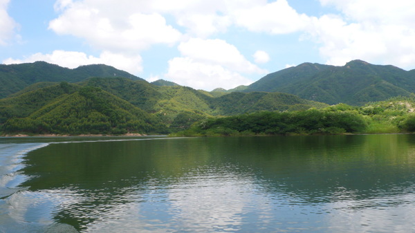 树植物水风景