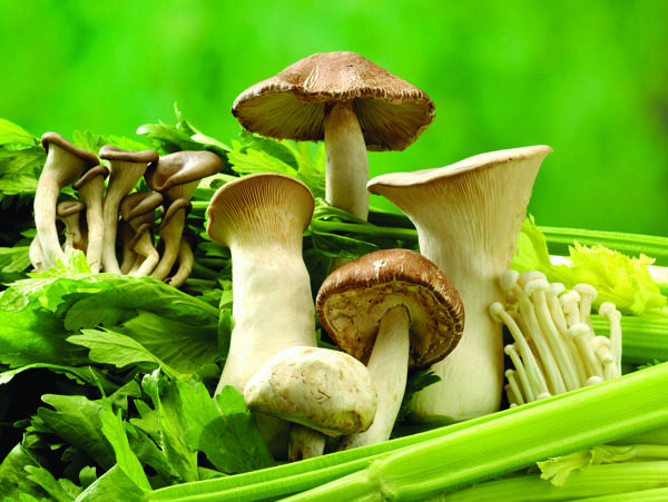 和芹菜在一起的各种蘑菇
